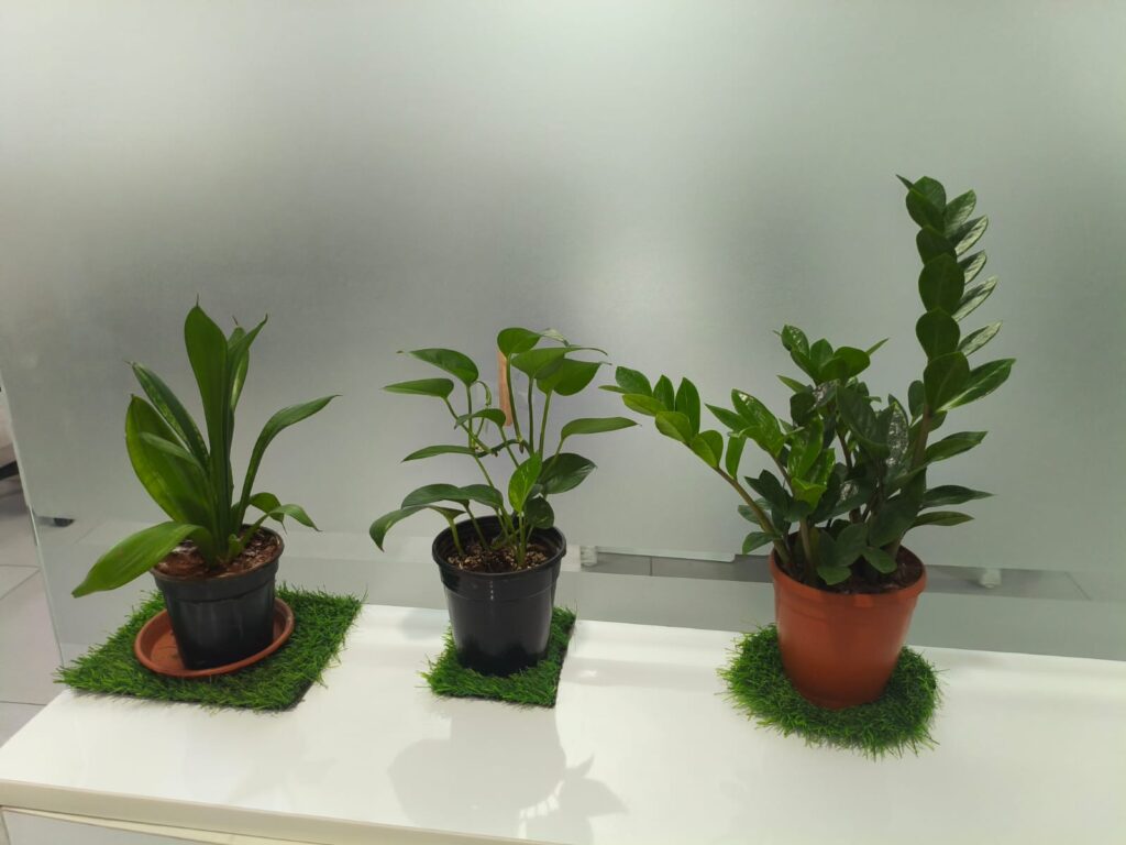 WhatsApp Image 2026-01-07 at 2.37.44 PM (1)